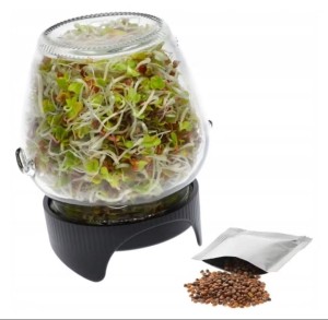 Kiełkownica słoikowa 