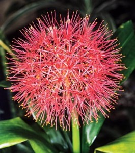 Krasnokwiat wielkokwiatowy 1 cebulka (Scadoxus multiflours)