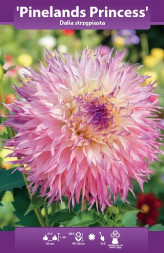 dalia pinelands princess bk.webp