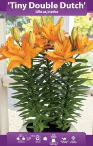 Lilia Tiny Double Dutch – pełna lilia azjatycka 16/18 cebulka 1 szt