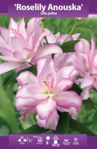 Lilia pełna Roselilly Anouska 16/18 cebulka 1szt 