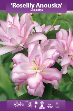 lilia roselily anouska bk.webp