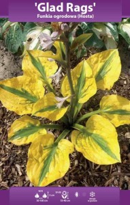 Funkia Glad Rags (Hosta)