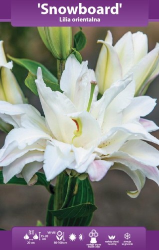 lilia snowboard bk.webp