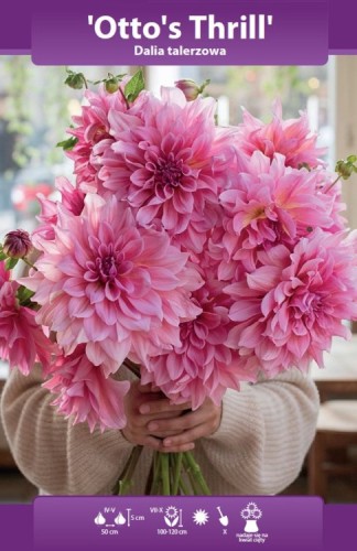 dalia talerzowa otto's thrill bk.webp