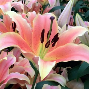 Lilia drzewiasta Zelmira cebulka 16/18   1szt 