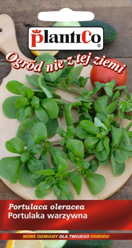 portulaka warzywna plantico.jpg
