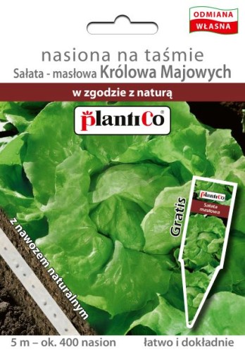 sałata królowa majowych taśma plantico.jpg