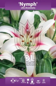 Lilia drzewiasta Nymph cebulka 18/20    1szt