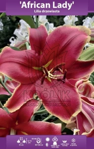 Lilia drzewiasta African Lady  20/+ XXL