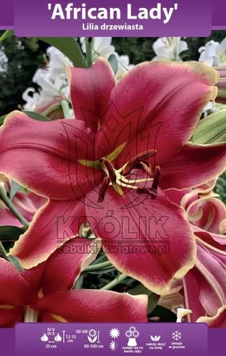 lilia-drzewiasta-african-lady-cebula-kwiatowa.webp