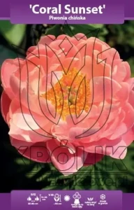 Piwonia chińska Coral Sunset kłącze