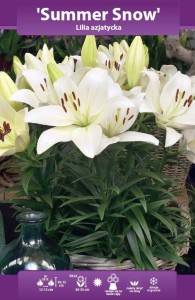 Lilia doniczkowa Summer Snow cebulka 18/20   1szt  