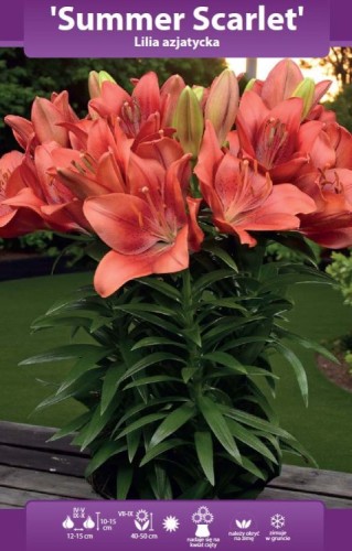 lilia-doniczkowa-summer-scarlet-odmiana-czerwona.webp