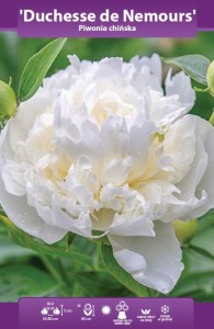 Piwonia chińska Duchesse de Nemours kłącze 2-3 oczka (pełna biała pachnąca)