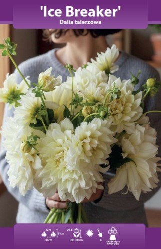 dalia talerzowa Ice Breaker bk.webp