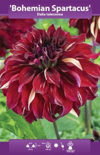 Czerwona dalia Bohemian Spartacus z dużym, falowanym, dekoracyjnym kwiatem w odcieniach bordo,.webp