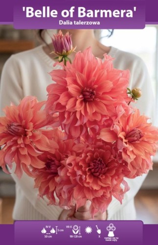 Dalia talerzowa Belle of Barmera z dużym, falowanym, morelowo‑łososiowym kwiatem.webp