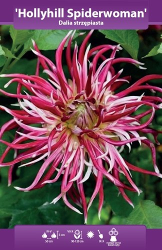 dalia-strzępiasta-hollyhill-spiderwoman.webp