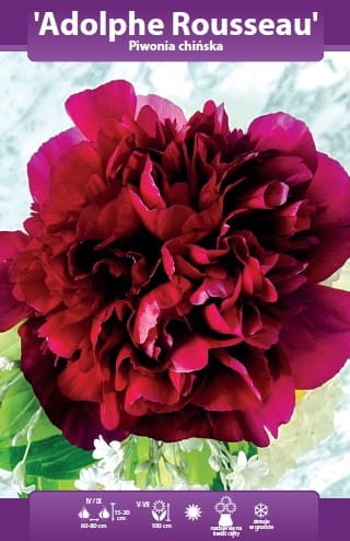 piwonia adolphe rousseau.webp