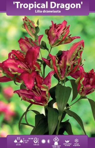 Lilia drzewiasta Tropical Dragon.webp