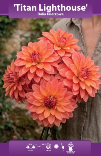 dalia-talerzowa-titan-lighthouse.webp