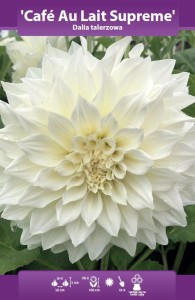 Dalia talerzowa Cafe Au Lait Supreme kłącze 1szt   