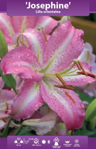 lilia-orientalna-josephine.webp