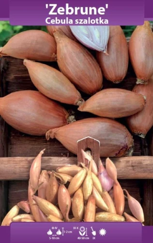 cebula dymka Zebrune.webp