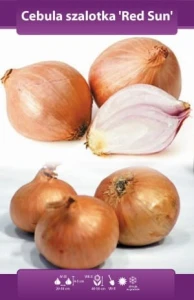 Cebula dymka szalotka Red Sun 250g 