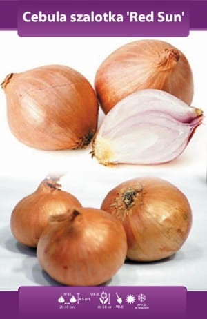 cebula dymka szalotka Red Sun.webp
