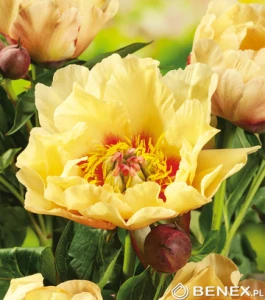 Piwonia drzewiasta Prairie Charm (kłącze )  