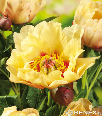 piwonia drzewiasta Prairie Charm.jpg