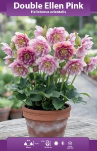 Ciemiernik pełny Double Ellen Pink (Helleborus L.) kłącze 