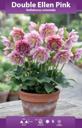 ciemiernik pełny Double Ellen Pink.webp