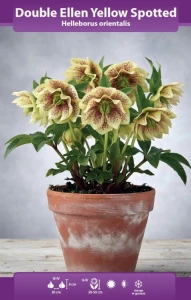 Ciemiernik pełny Double Ellen Yellow Spotted  (Helleborus L.) kłącze  