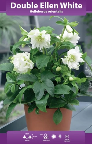 ciemiernik pełny Double Ellen White.webp