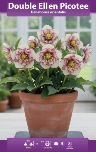 Ciemiernik pełny Double Ellen Picotee (Helleborus L.) kłącze