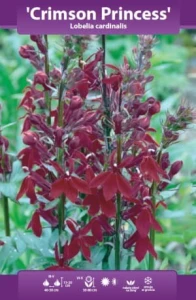 Lobelia Crimson Princess (Lobelia cardinalis) kłącze   