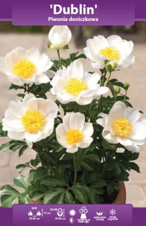 piwonia doniczkowa Dublin.webp