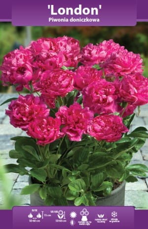 piwonia doniczkowa London.webp