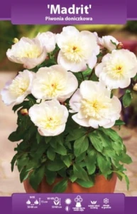 Piwonia doniczkowa Madrid (Paeonia) kłącze   