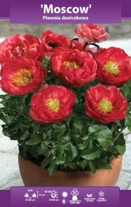 Piwonia doniczkowa Moscow (Paeonia) kłącze   