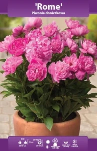 Piwonia doniczkowa Rome (Paeonia) kłącze    