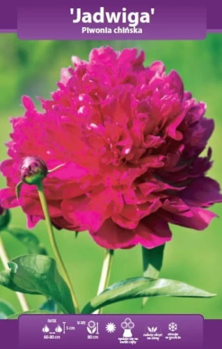 piwonia jadwiga.webp