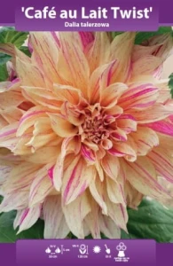 Dalia talerzowa Cafe au Lait Twist kłącze 1szt 