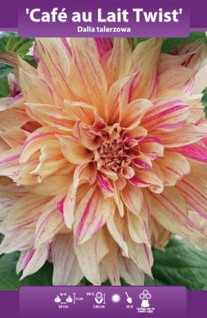 dalia talerzowa cafe au lait twist.webp