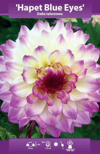 dalia talerzowa hapet blue eyes.webp