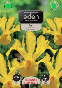 Irys holenderski Golden Harvest  kapers 10 cebulek 7/8