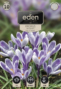 Krokus wielkokwiatowy King of Striped 7/8 kapers 10 cebulek       